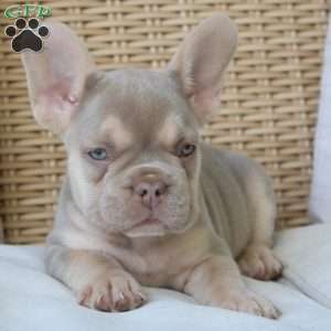 Lassie, French Bulldog Puppy